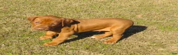 Rhodesian Ridgeback dogs for sale: Rhodesian Ridgeback Puppy 1 - Ad 1