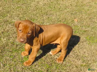 Rhodesian Ridgeback dogs Rhodesian Ridgeback Puppy 1 - Ad 1