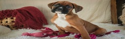 Boxer dogs for sale: Callie - Ad 6