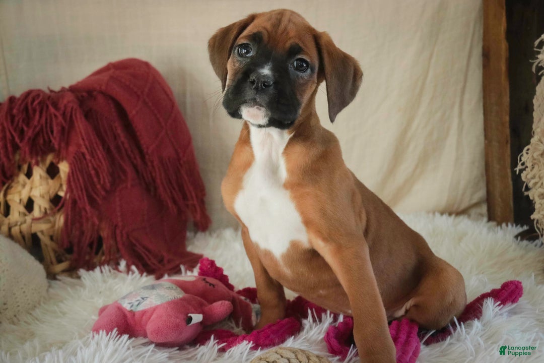 Boxer dogs for sale: Callie - Ad 6