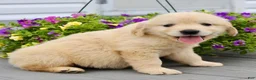 Golden Retriever dogs for sale: Patty - Ad 5