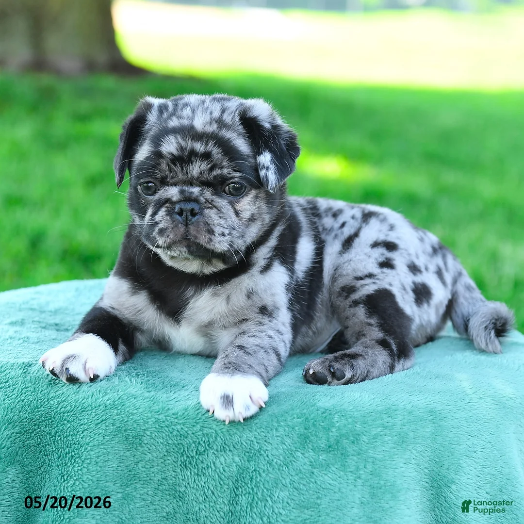Pug dogs for sale: Alex - Ad 2
