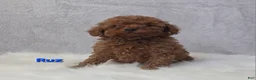 Miniature Poodle dogs for sale: Ruz - Ad 7