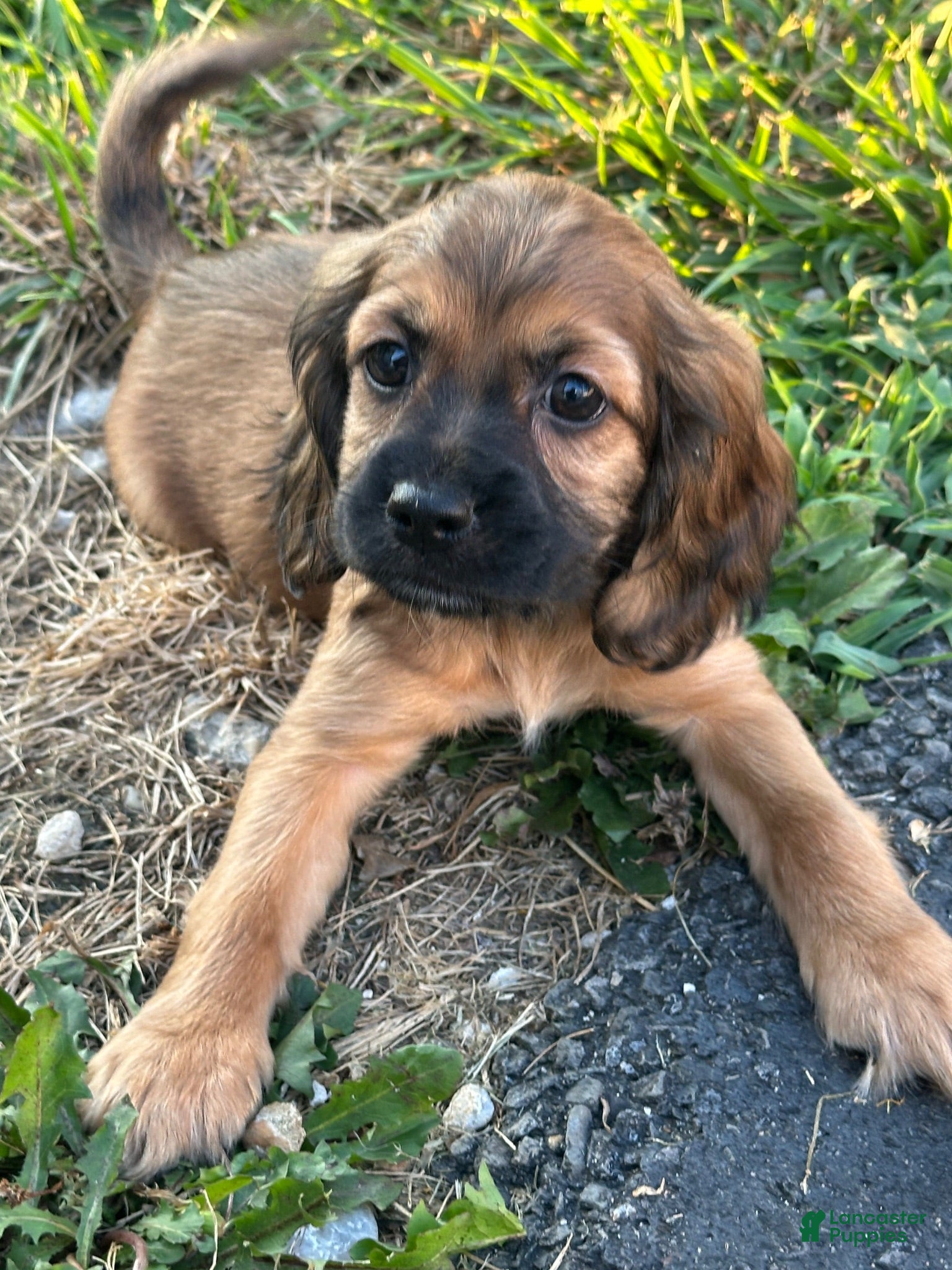 Mixed Breed dogs Benita - Ad 7