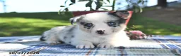 Welsh Corgi Pembroke dogs for sale: Caramel - Ad 3