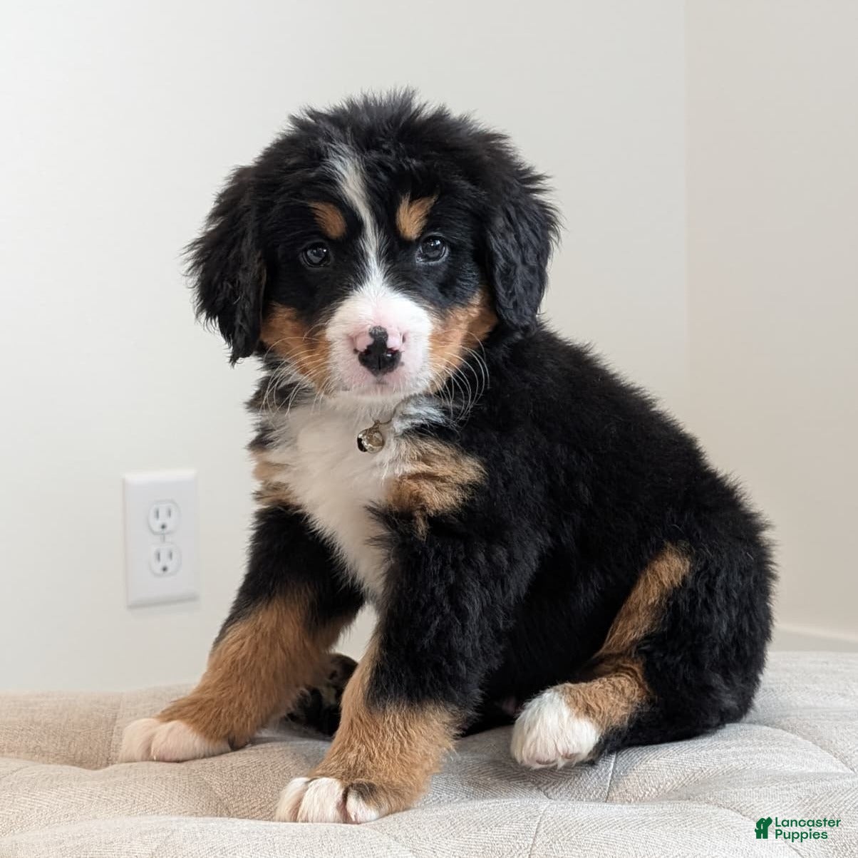 Bernese Mountain Dog dogs Honey - Ad 1