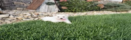 West Highland Terrier dogs for sale: Amanda - Ad 7