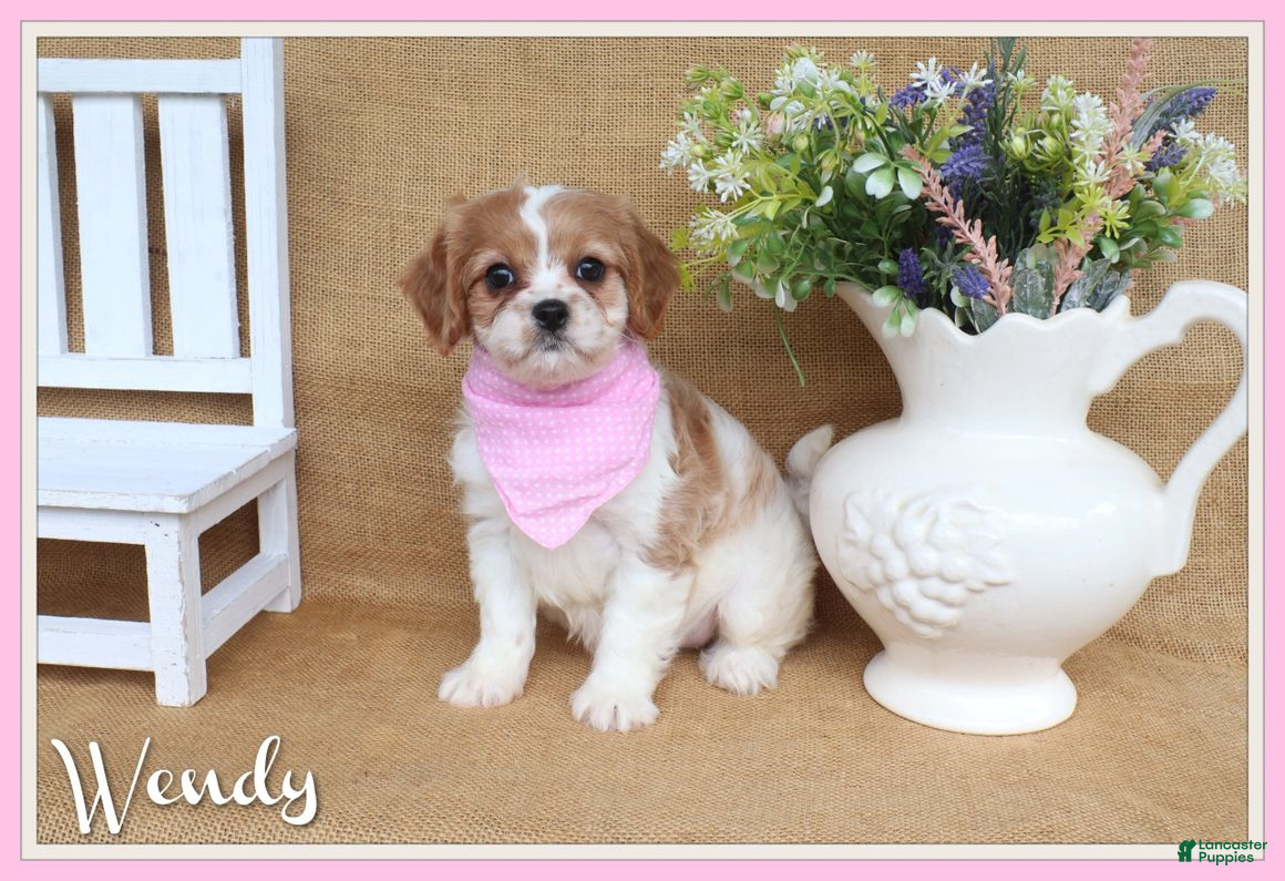 Cavapoo dogs Wendy - Ad 1