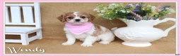 Cavapoo dogs for sale: Wendy - Ad 1