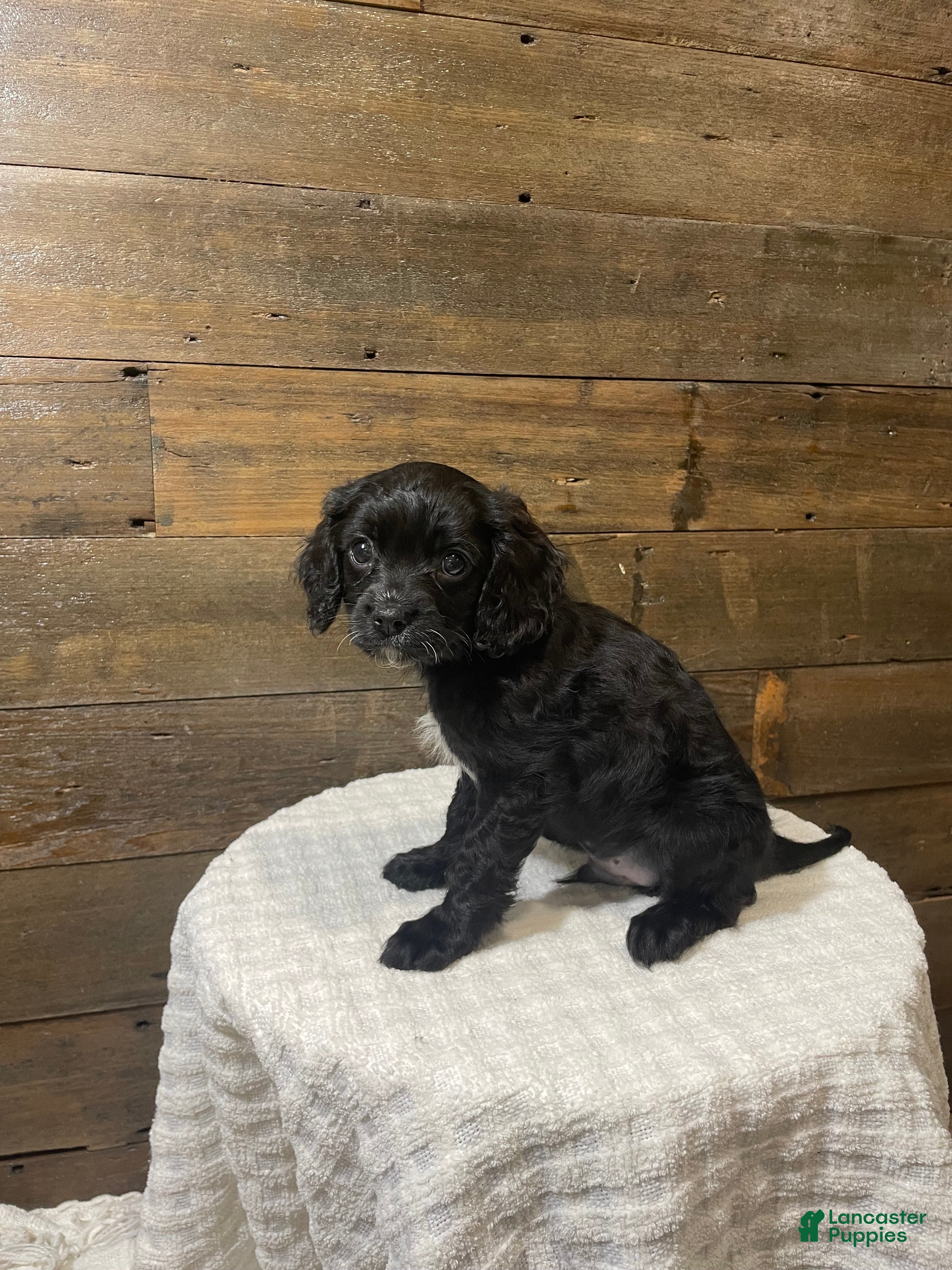 Cavapoo dogs Shadow - Ad 27