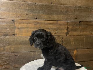 Cavapoo dogs Shadow - Ad 3