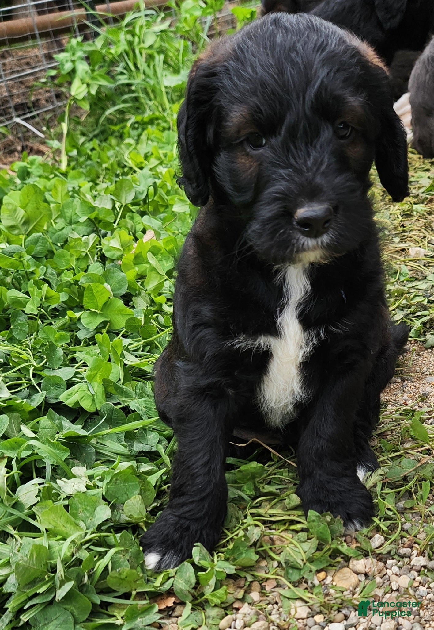 Labradoodle dogs Mr Blue - Ad 2