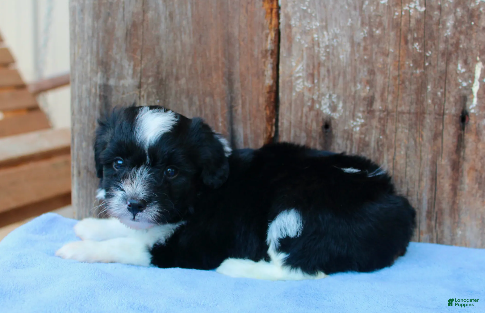 Australian Shepherd dogs Andi - Ad 1