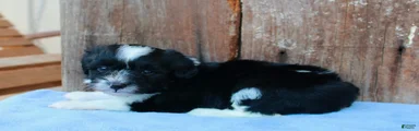 Andi