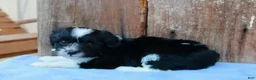 Australian Shepherd dogs for sale: Andi - Ad 1
