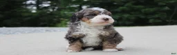Mini Bernedoodle dogs for sale: Cleo  - Ad 4