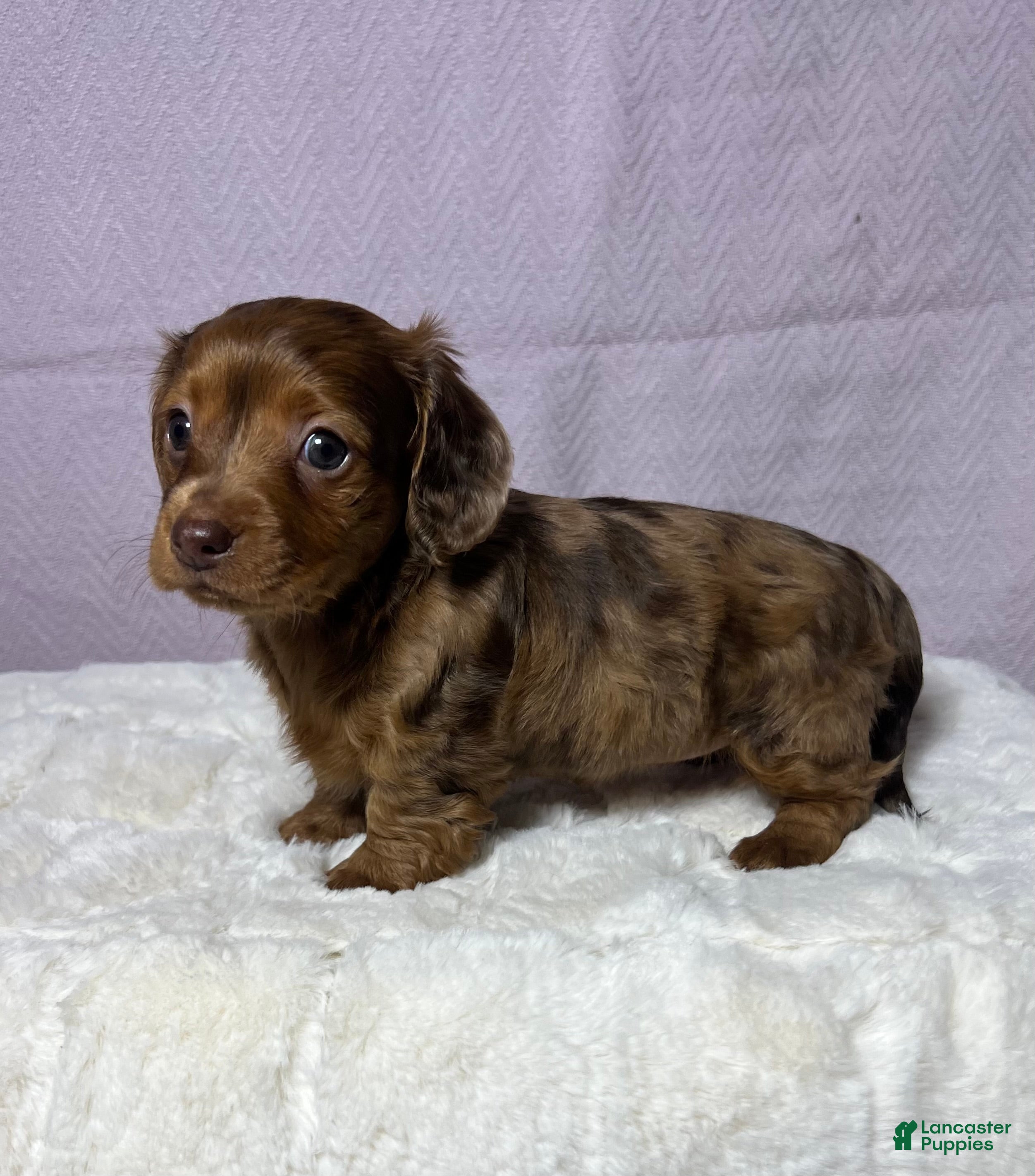 Miniature Dachshund dogs Miniature Dachshund Puppy 3 - Ad 2