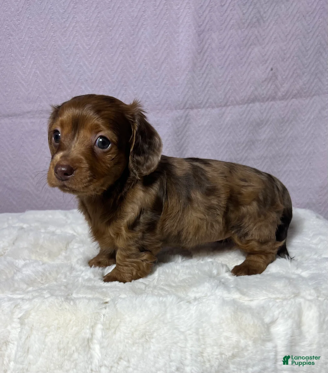 Miniature Dachshund dogs for sale: Miniature Dachshund Puppy 3 - Ad 2