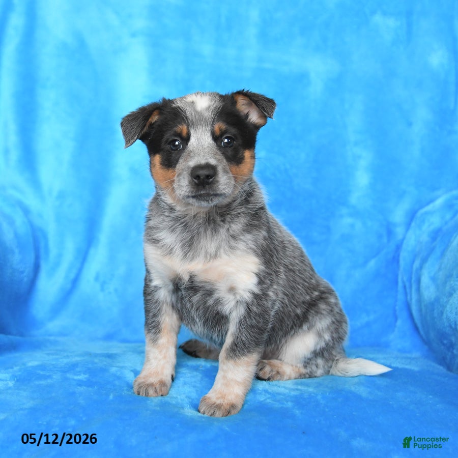 Australian Cattle Dog dogs Martha - Ad 2