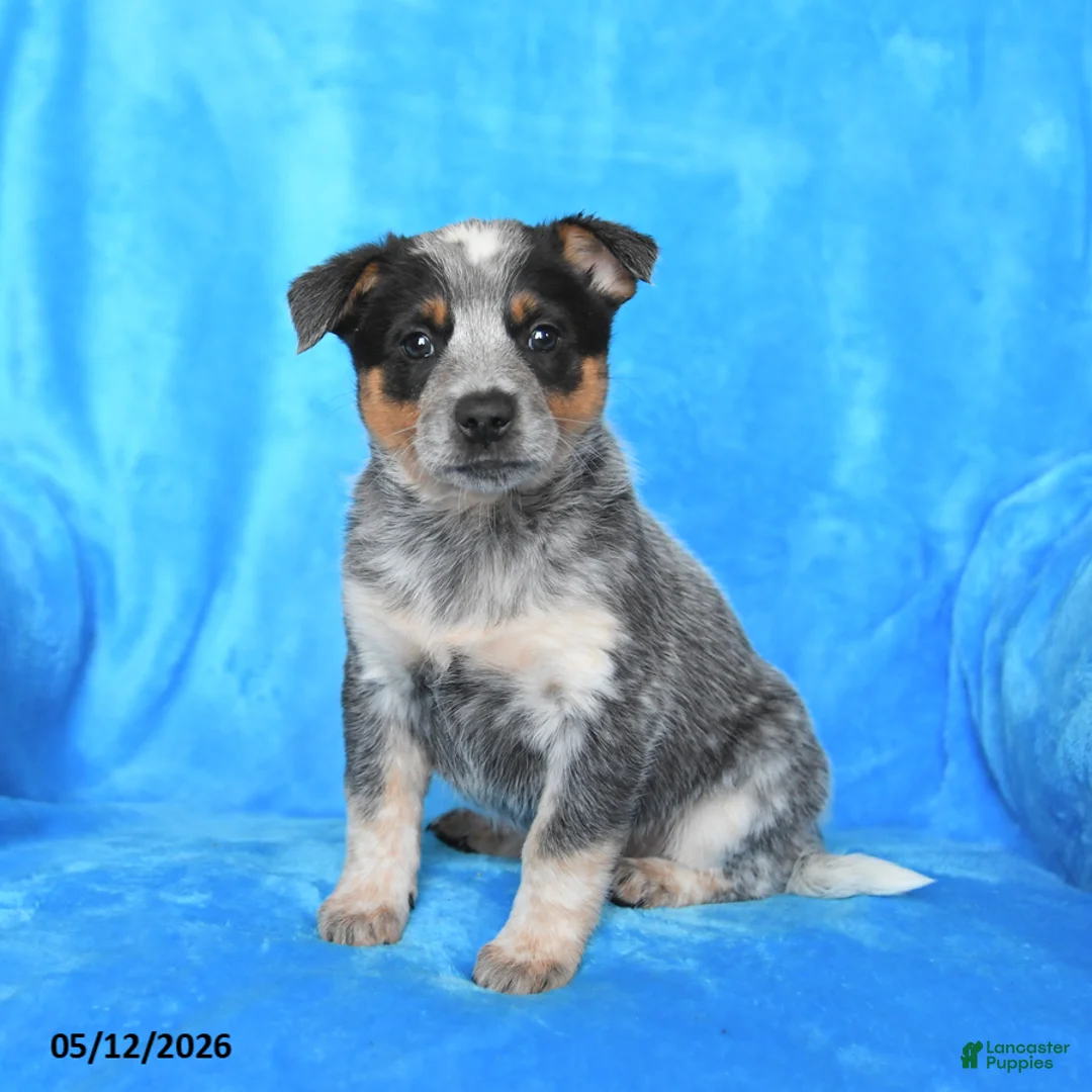 Australian Cattle Dog dogs for sale: Martha - Ad 2