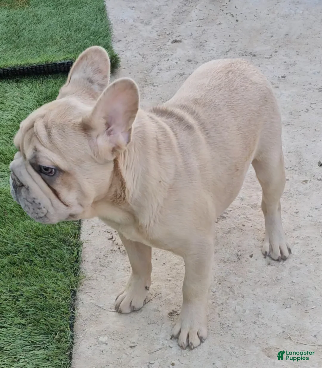 French Bulldog dogs for sale: French Bulldog Puppy 1 - Ad 15