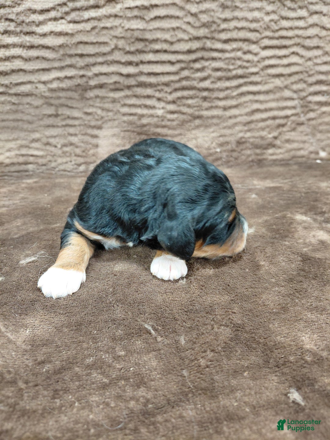 Bernedoodle dogs for sale: Bandit - Ad 8