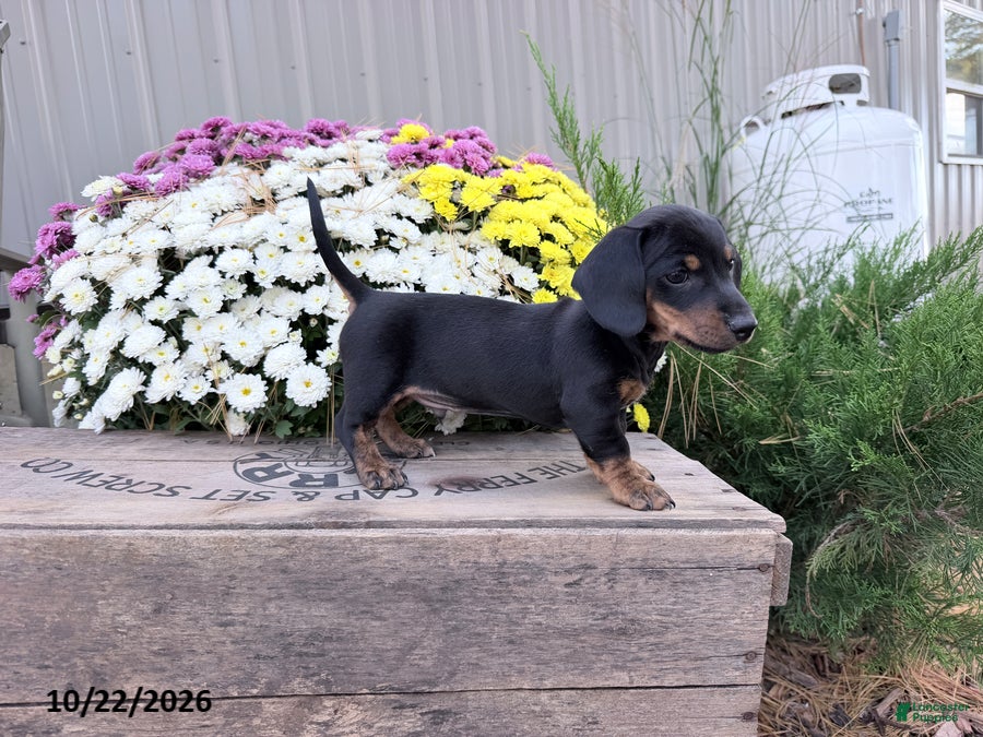 Miniature Dachshund dogs for sale: Dusty - Ad 2
