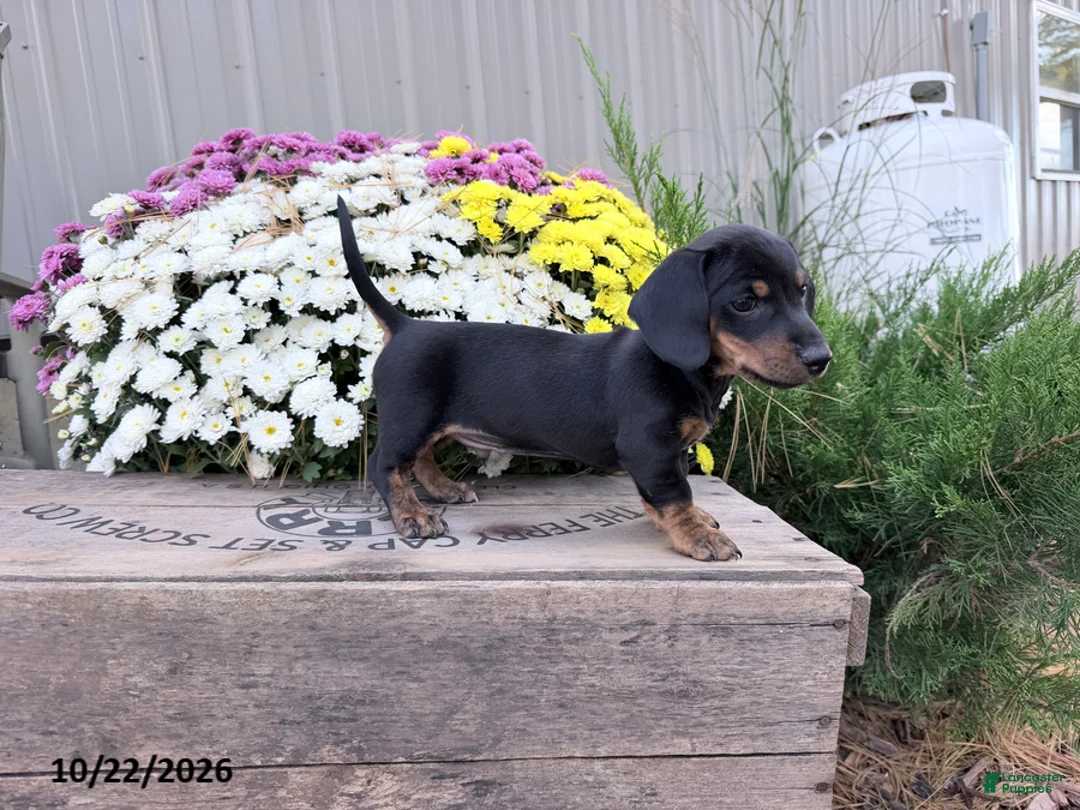 Miniature Dachshund dogs for sale: Dusty - Ad 2