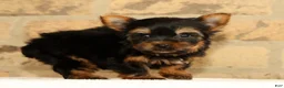 Yorkshire Terrier dogs for sale: Teddy - Ad 6