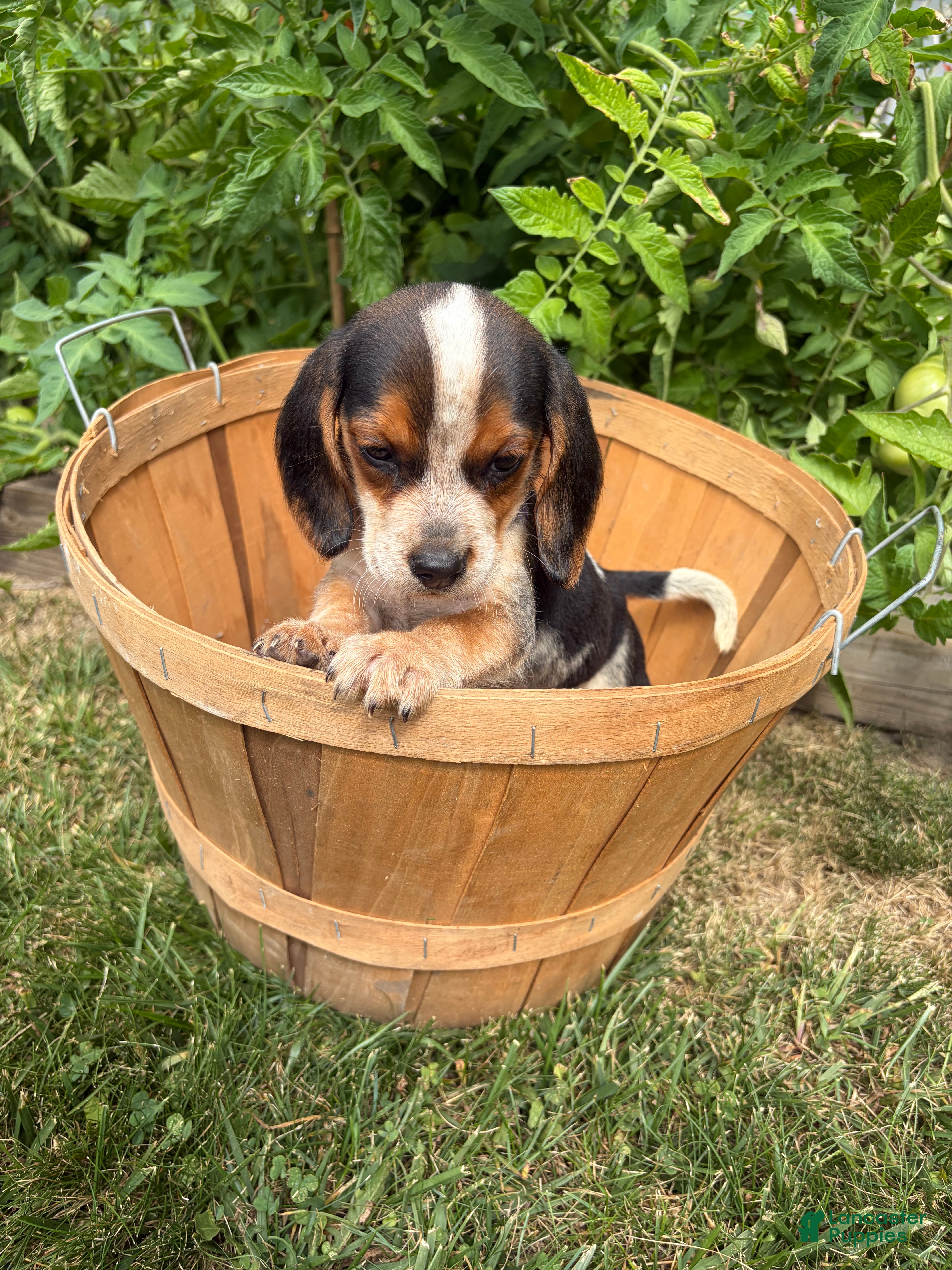 Beagle dogs for sale: Female purple collar summer 2026 - Ad 2