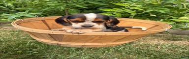 Female purple collar summer 2026