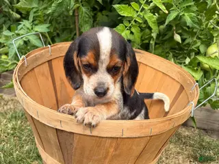 Beagle dogs Female purple collar summer 2026 - Ad 4