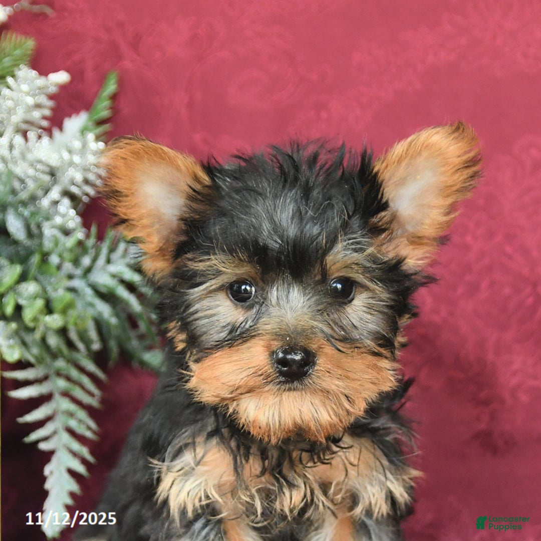 Yorkshire Terrier dogs for sale: Max - Ad 5