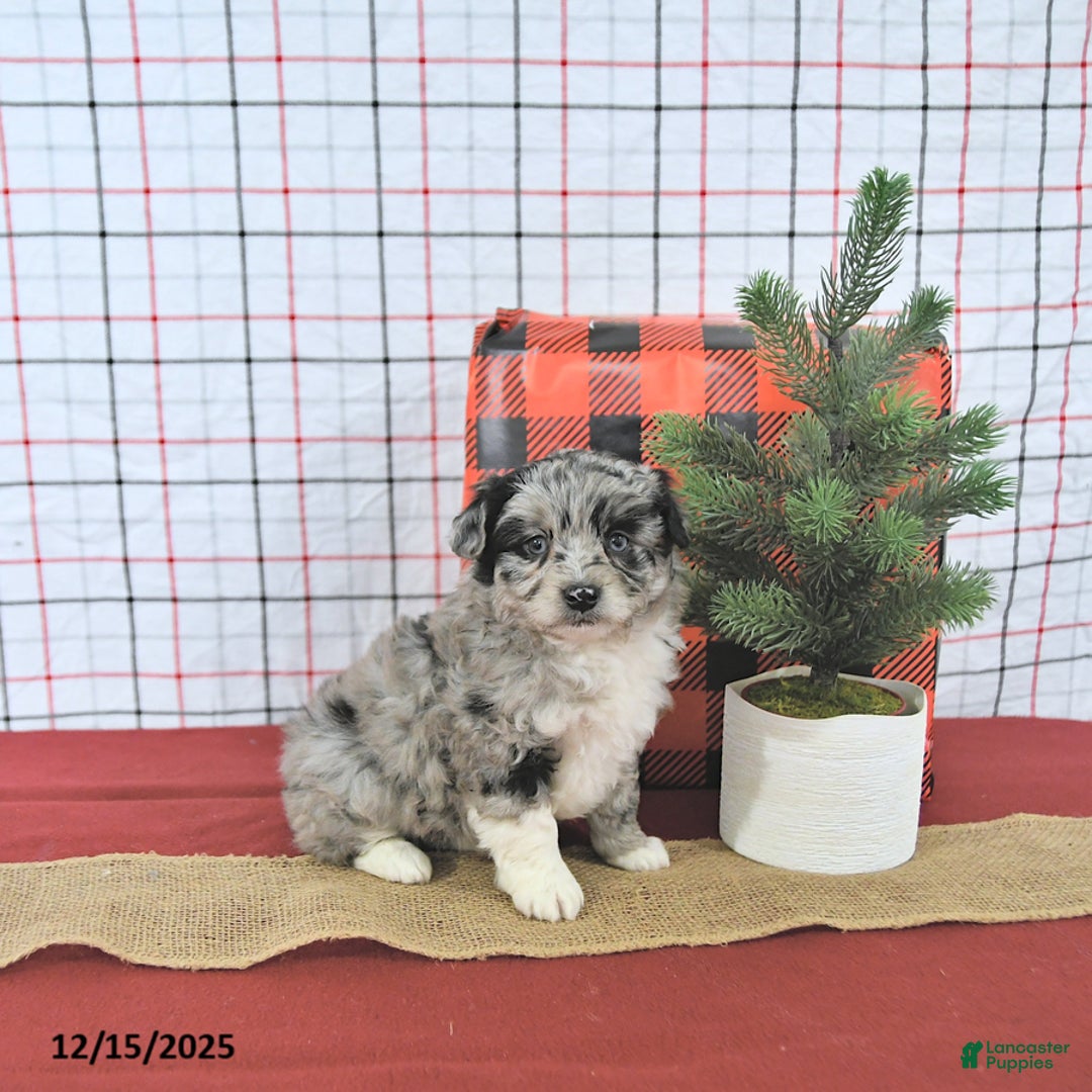 Mini Aussiedoodle dogs for sale: Sparkle EXTRA SMALL - Ad 2