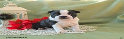 Boston Terrier dogs for sale: Prancer - Ad 11