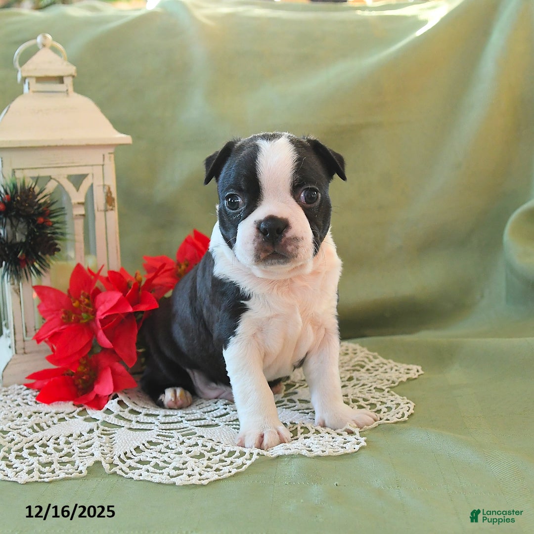 Boston Terrier dogs for sale: Prancer - Ad 11