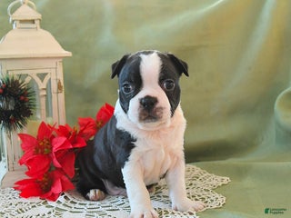 Boston Terrier dogs Prancer - Ad 7