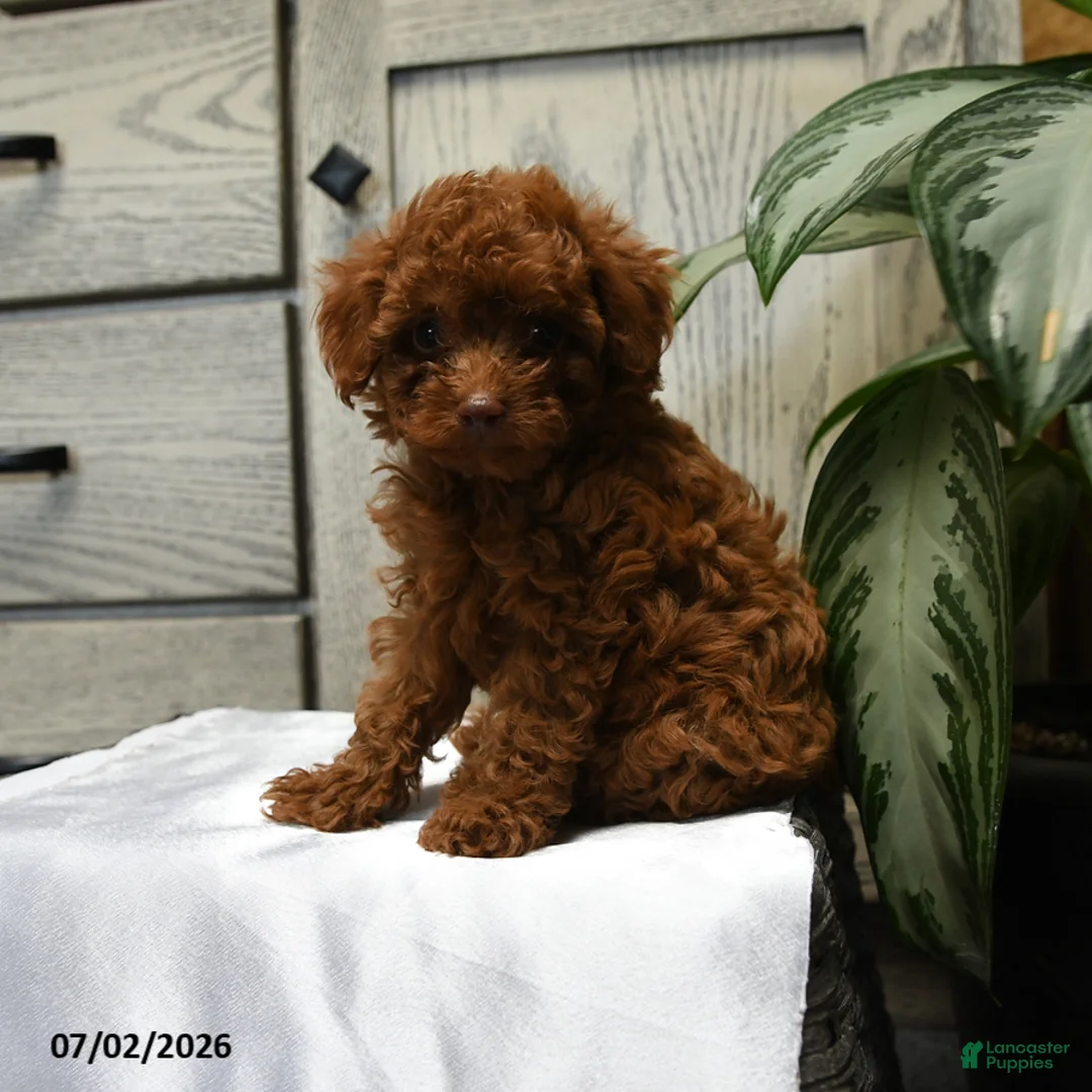 Shihpoo dogs for sale: Hadley - Ad 1