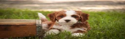 Cavapoo dogs for sale: Bella Cavapoo  - Ad 11