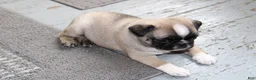 Pug dogs for sale: Faith - Ad 3