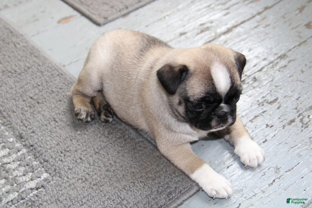 Pug dogs for sale: Faith - Ad 3