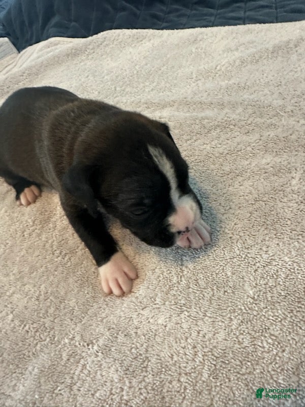 Boxer dogs Viper - Ad 2
