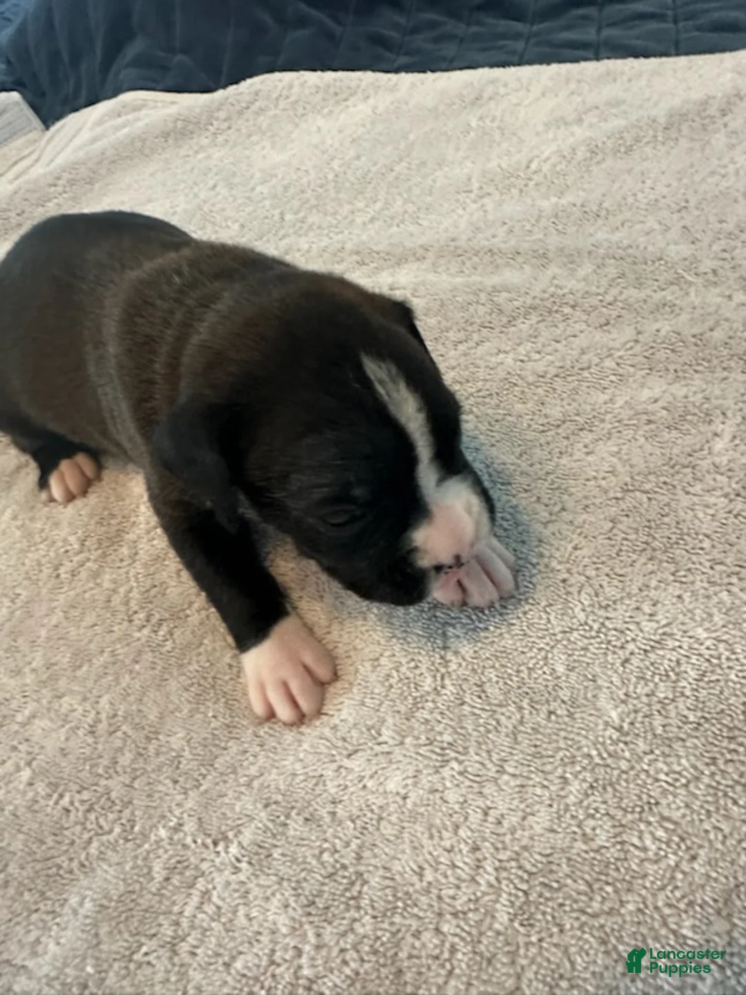 Boxer dogs for sale: Viper - Ad 2