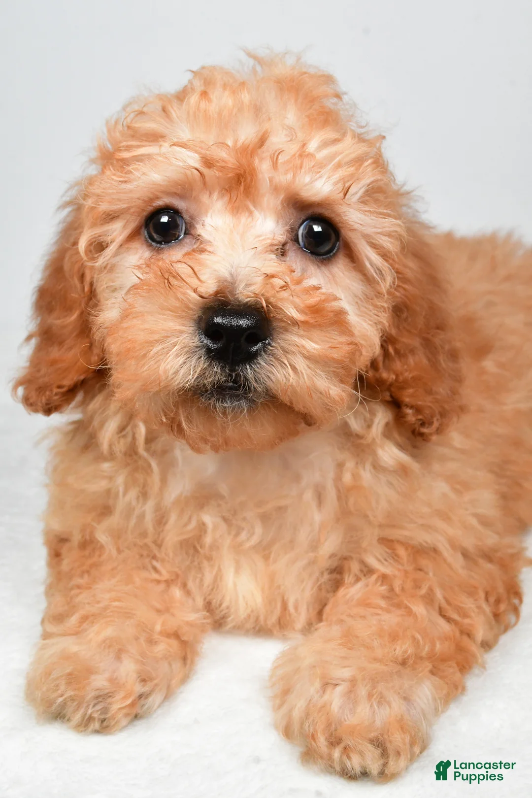 Bichpoo dogs for sale: Chloe - Ad 9
