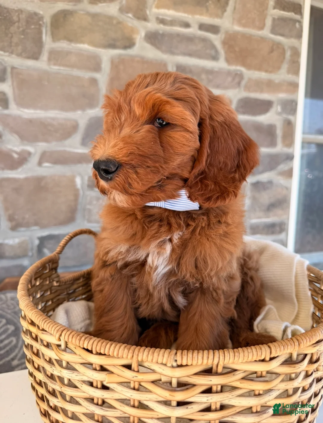 Goldendoodle dogs for sale: Graham  - Ad 2