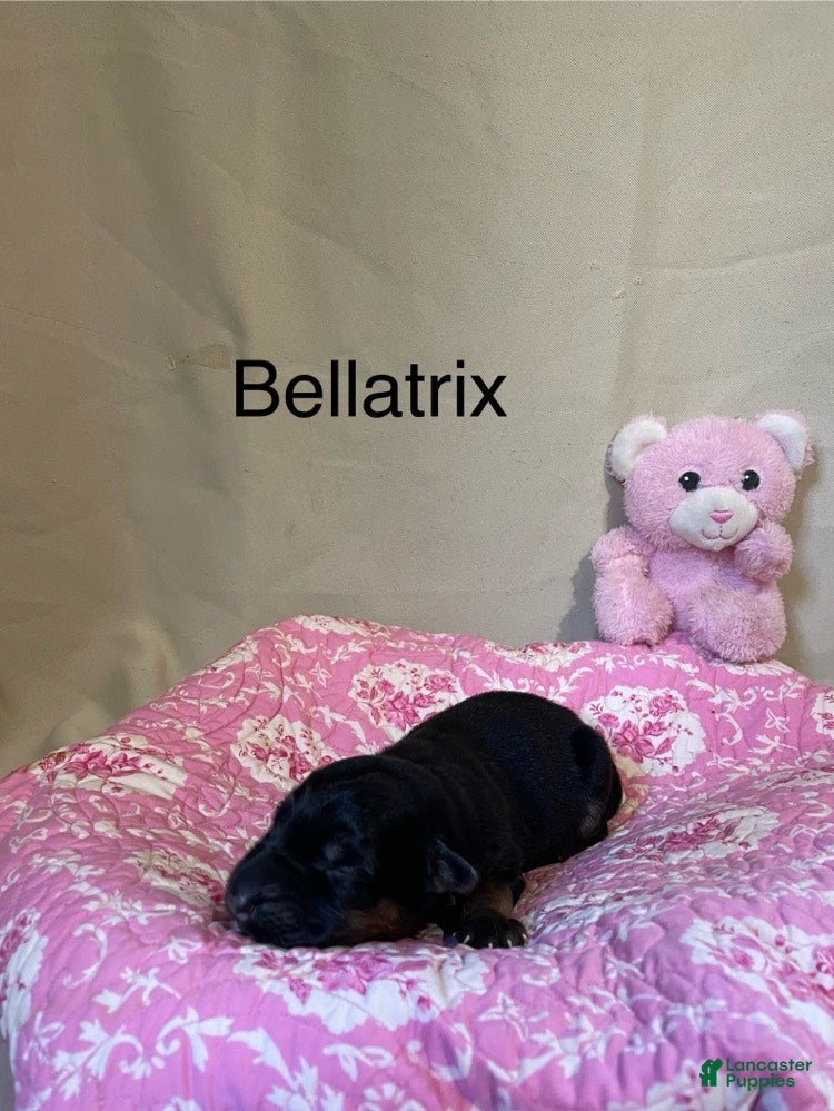 German Shepherd dogs Bellatrix - Ad 1