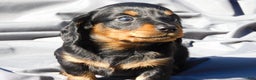 Miniature Dachshund dogs for sale: LMA's ChampionDoxie Snoop Dogg - Ad 19