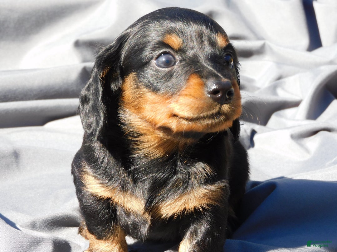 Miniature Dachshund dogs for sale: LMA's ChampionDoxie Snoop Dogg - Ad 19