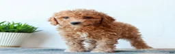 Miniature Poodle dogs for sale: Cassie  - Ad 2