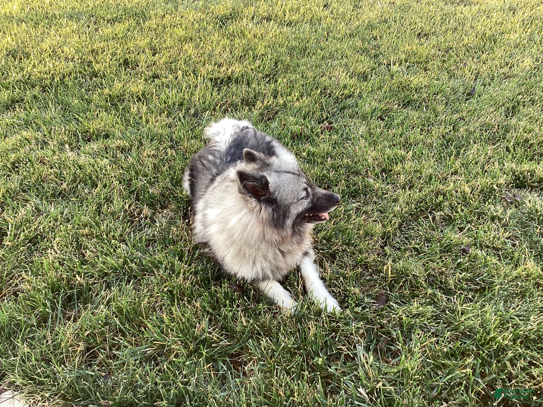 Keeshond dogs for sale: AKC Sage - Ad 2